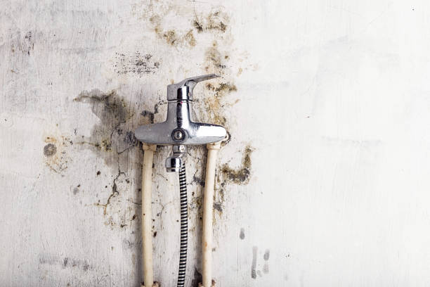 Best Professional Mold Removal  in Colton, CA