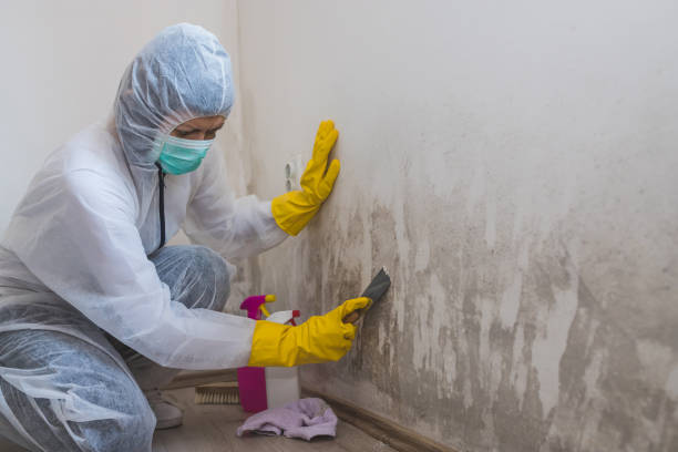 Best Toxic Mold Removal  in Colton, CA