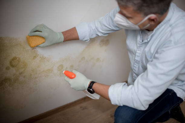 Best Certified Mold Removal  in Colton, CA