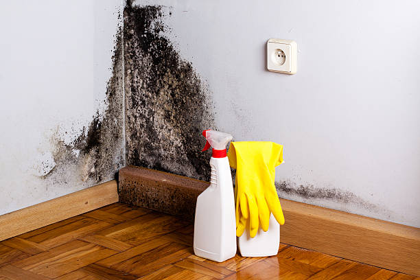 Best Fast Mold Removal  in Colton, CA