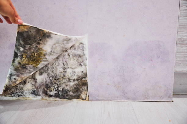 Best Attic Mold Removal  in Colton, CA